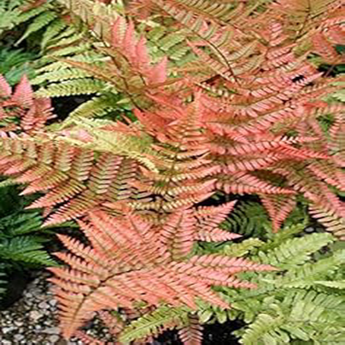 Light Orange Fern Plant Seeds for Planting Heirloom, Non-GMO, High Germination Organic Garden Seeds