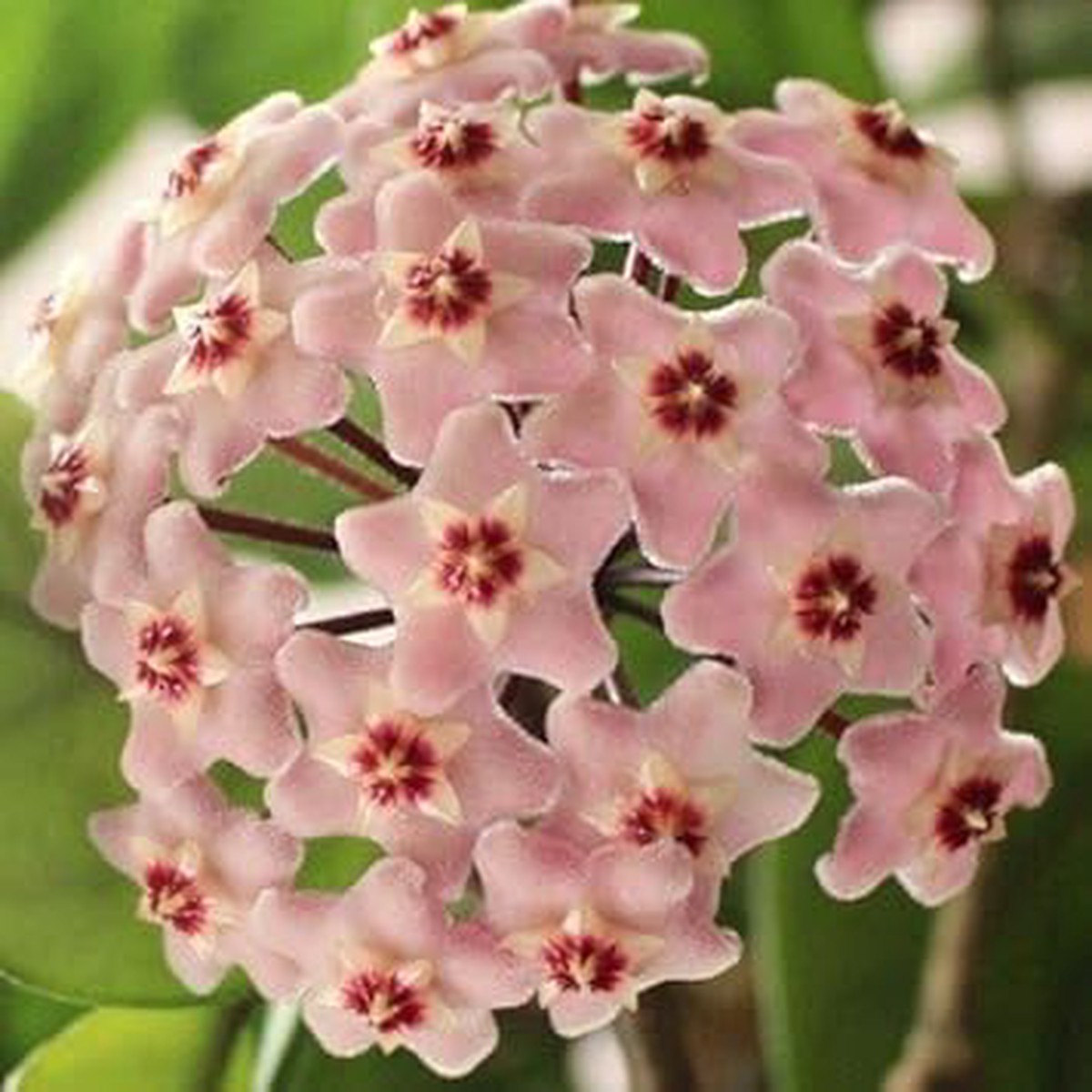 Light Purple Hoya Carnosa Flower Seeds for Indoor & Outdoor Planting Heirloom, Non-GMO, High Germination Seeds