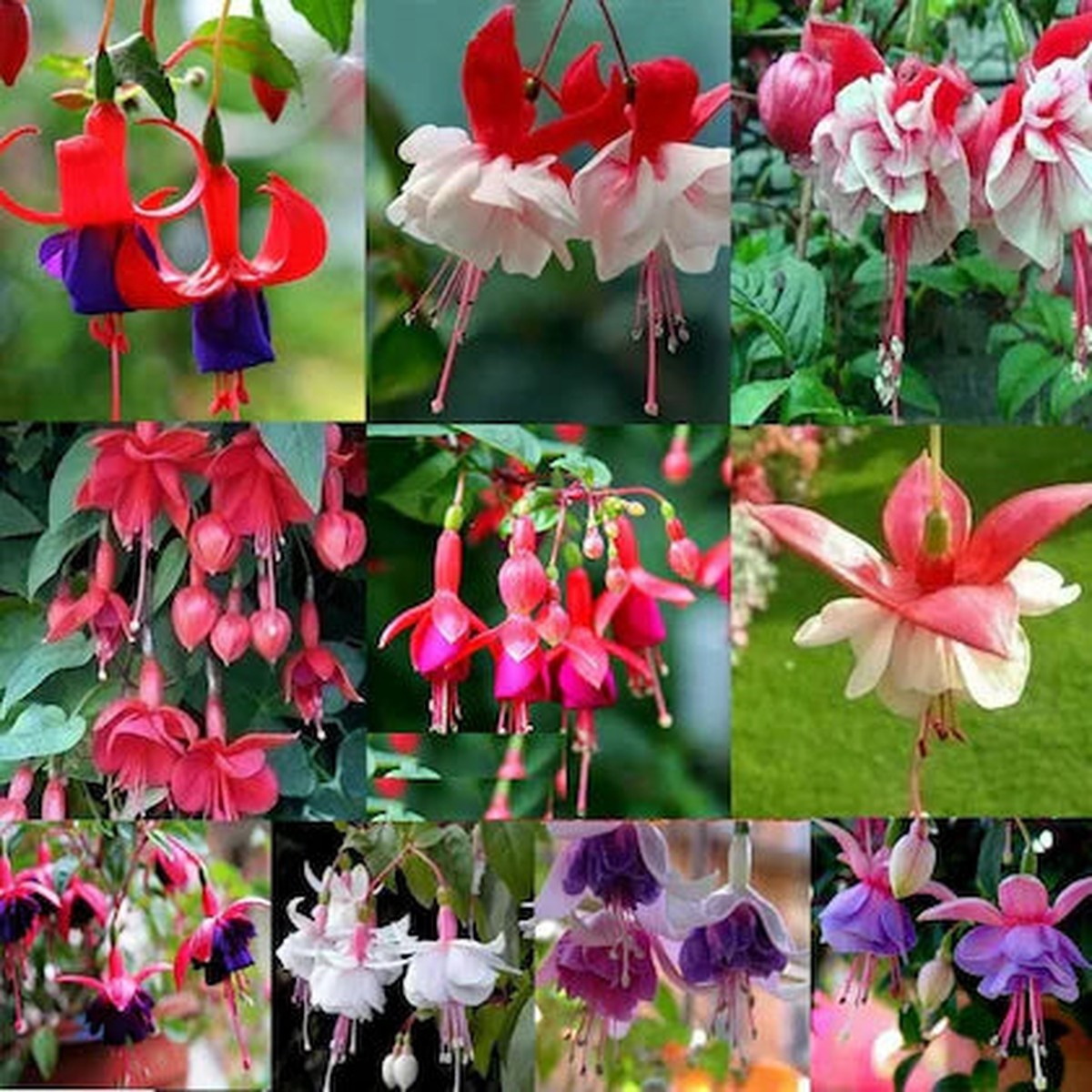 Mix Lantern Fuchsia Heirloom Non-GMO Seeds for Planting High Germination Organic Garden Seeds for Hanging Blooms