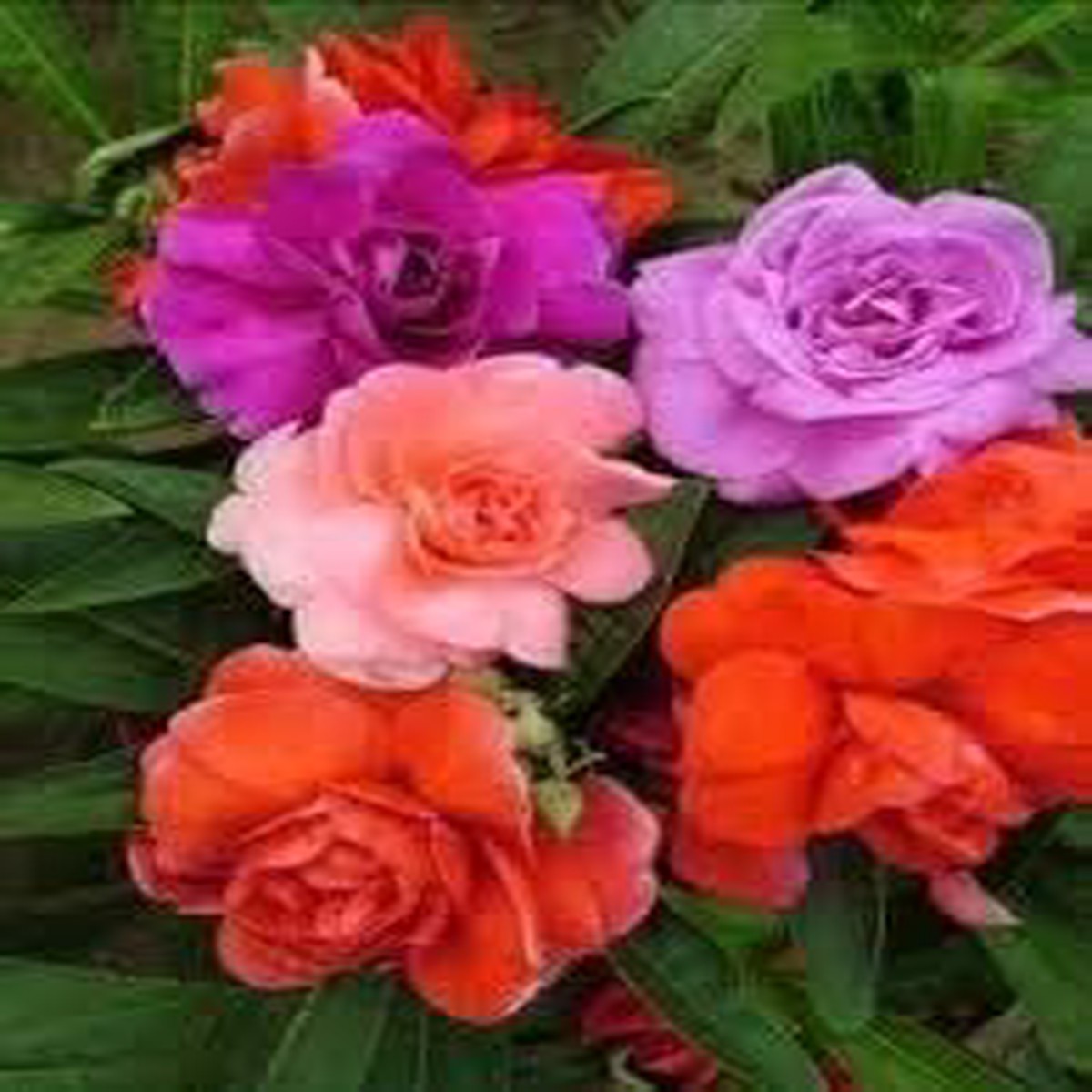 Mixed Color Evening-Scented Heirloom Non-GMO Seeds for Planting High Germination Organic Garden Seeds