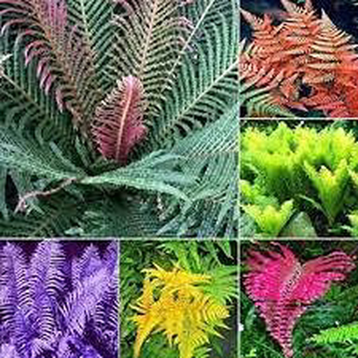 Mixed Color Fern Plant Seeds for Planting Heirloom, Non-GMO, High Germination Organic Garden Seeds