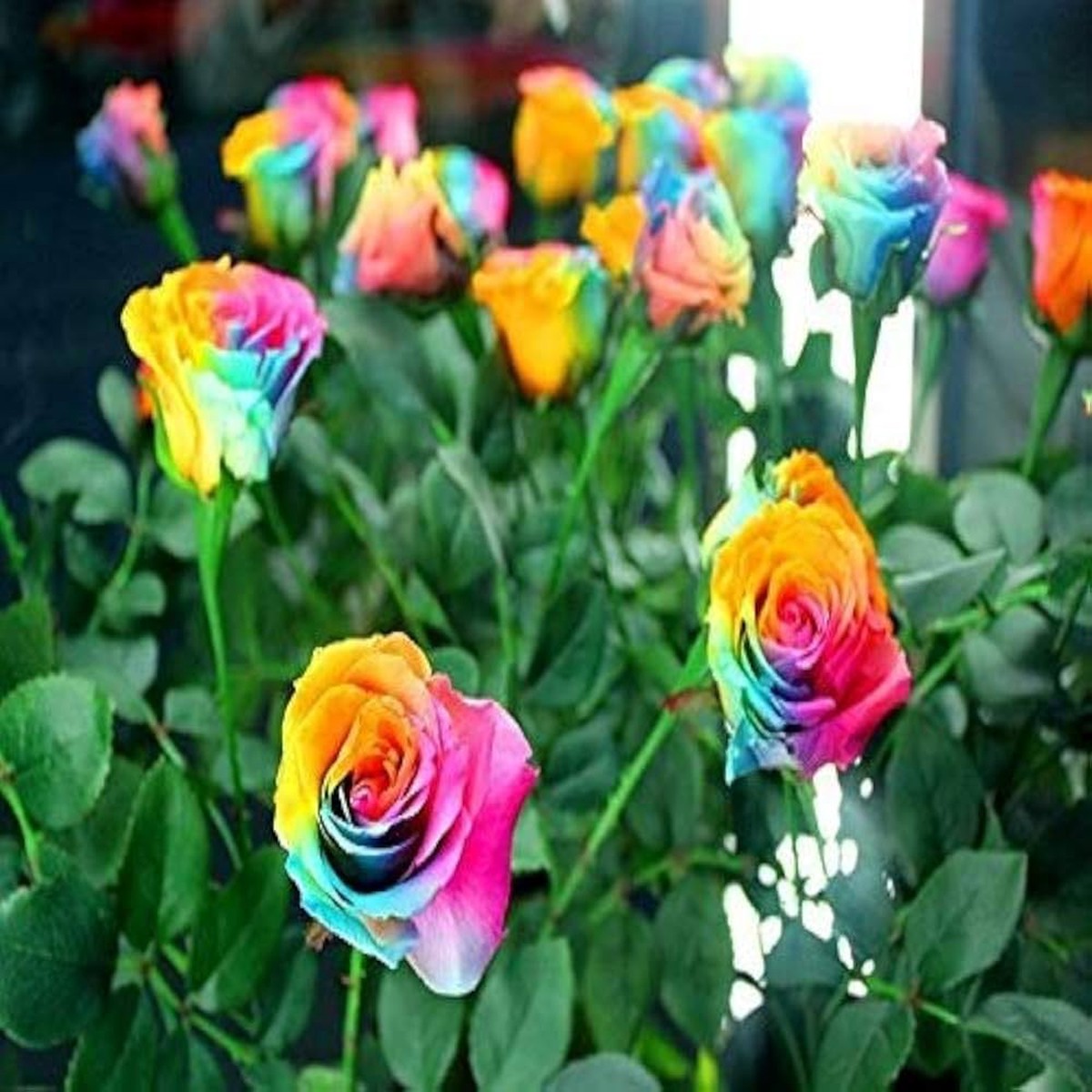 Mixed Colour Rose Tree Flower Seeds for Planting Heirloom, Non-GMO, High Germination Organic Garden Seeds