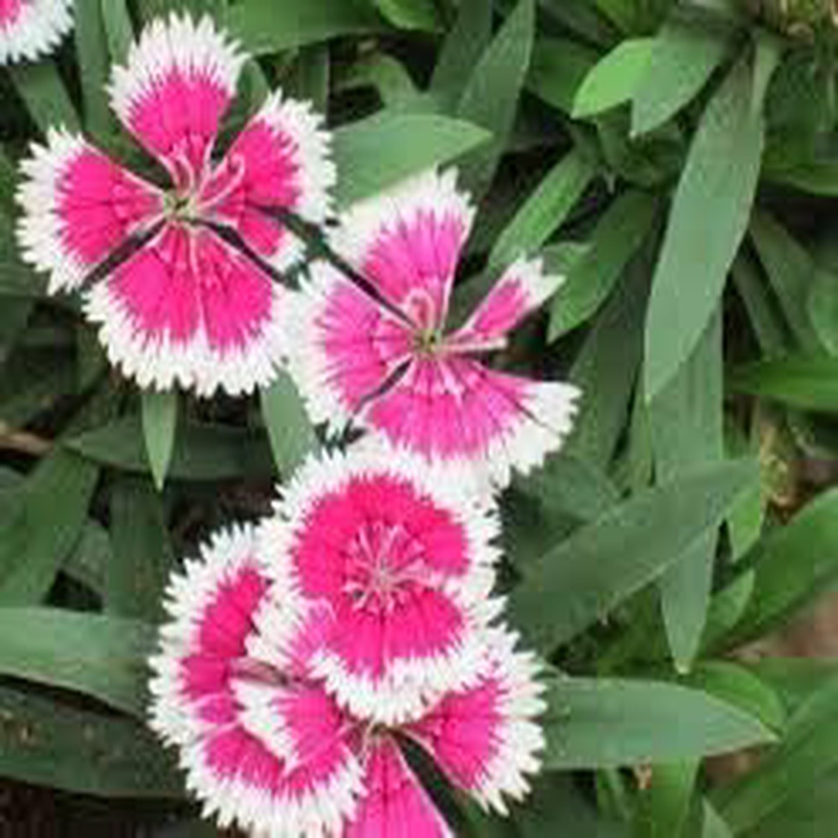 Pink White Evening-Scented Seeds Organic Heirloom Non-GMO, High Germination Seeds for Planting