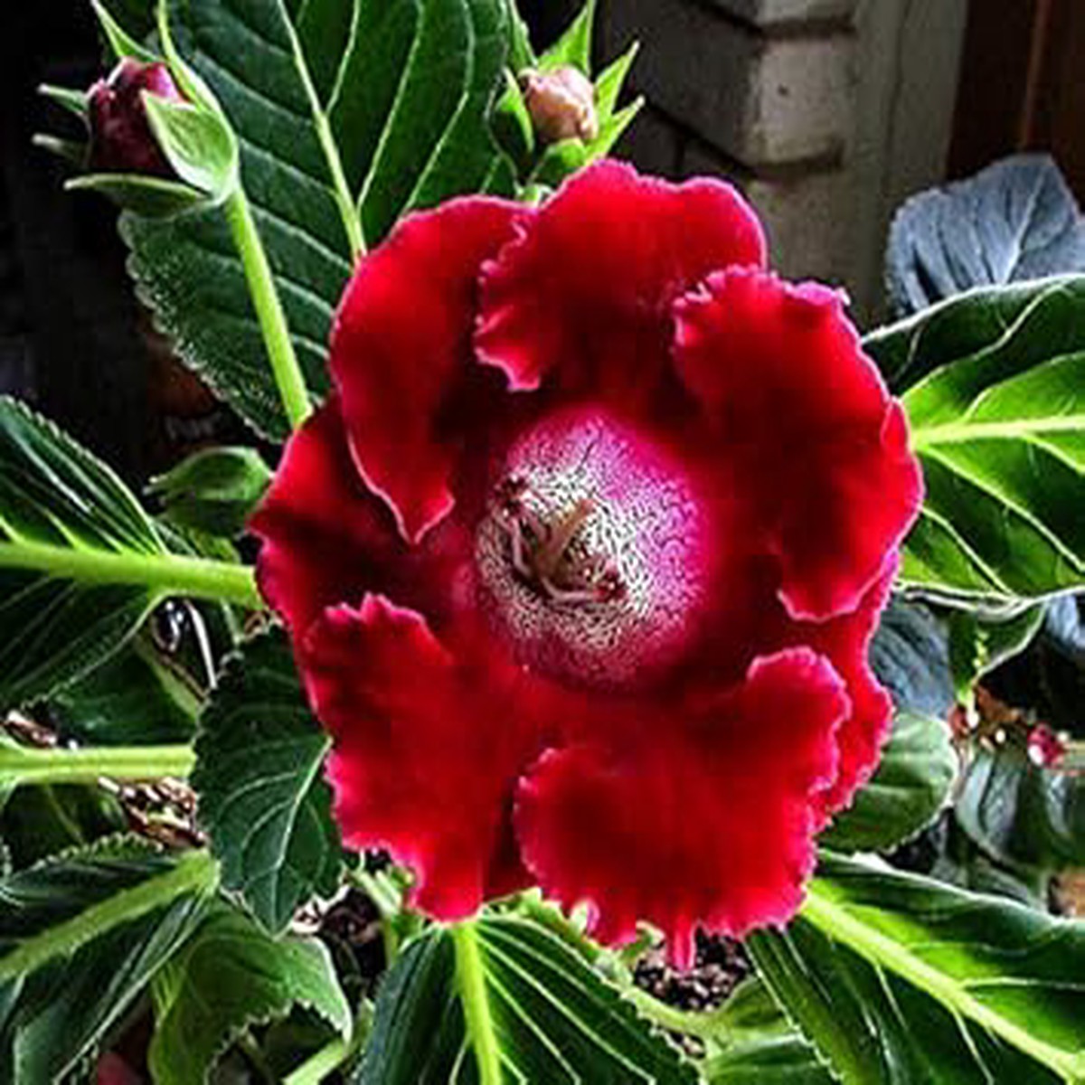Red Brazilian Gloxinia Flower Seeds for Planting Heirloom, Non-GMO, High Germination Organic Garden Seeds