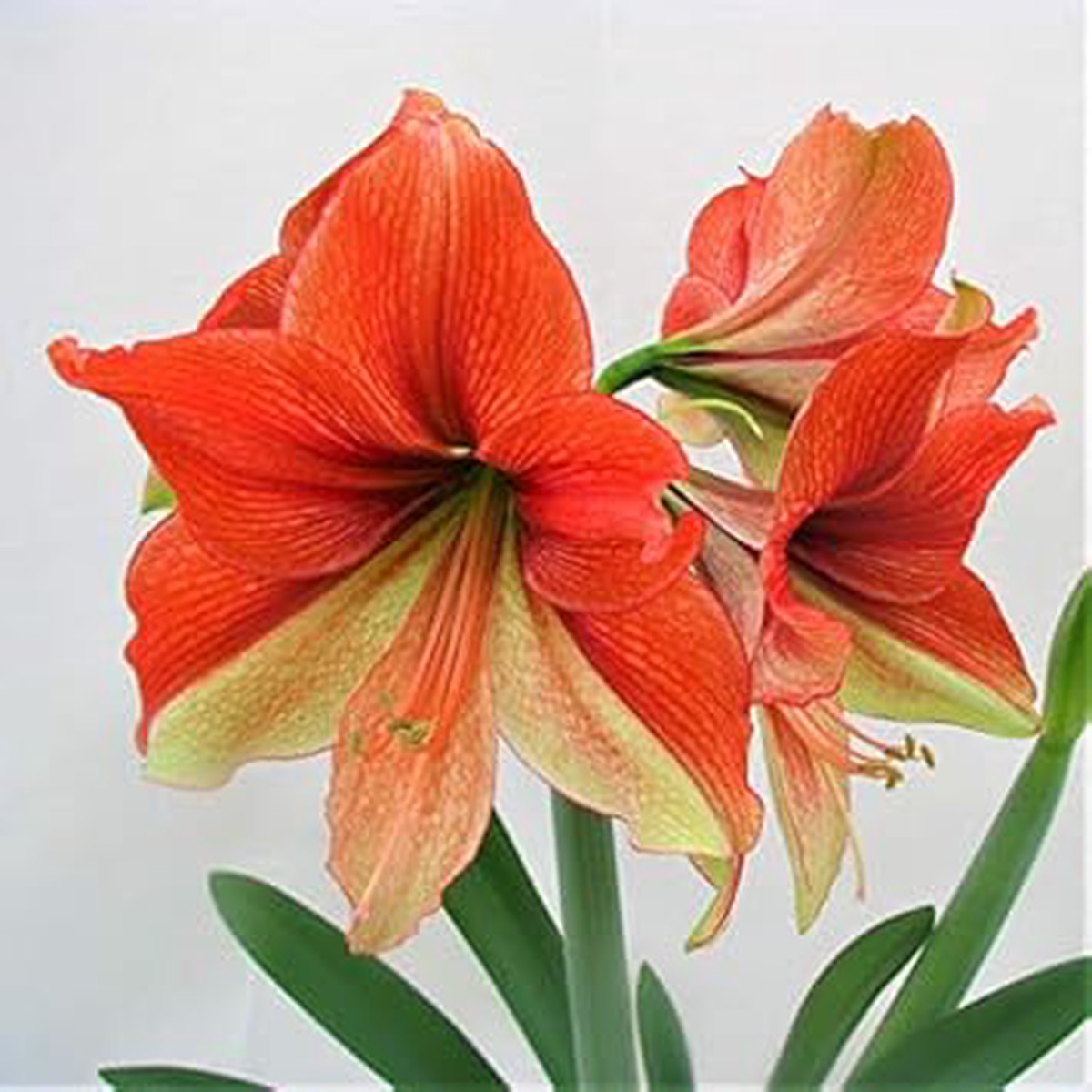 Red Green Amaryllis Flower Seeds for Planting Heirloom, Non-GMO, High Germination Organic Garden Seeds for Bold Blooms