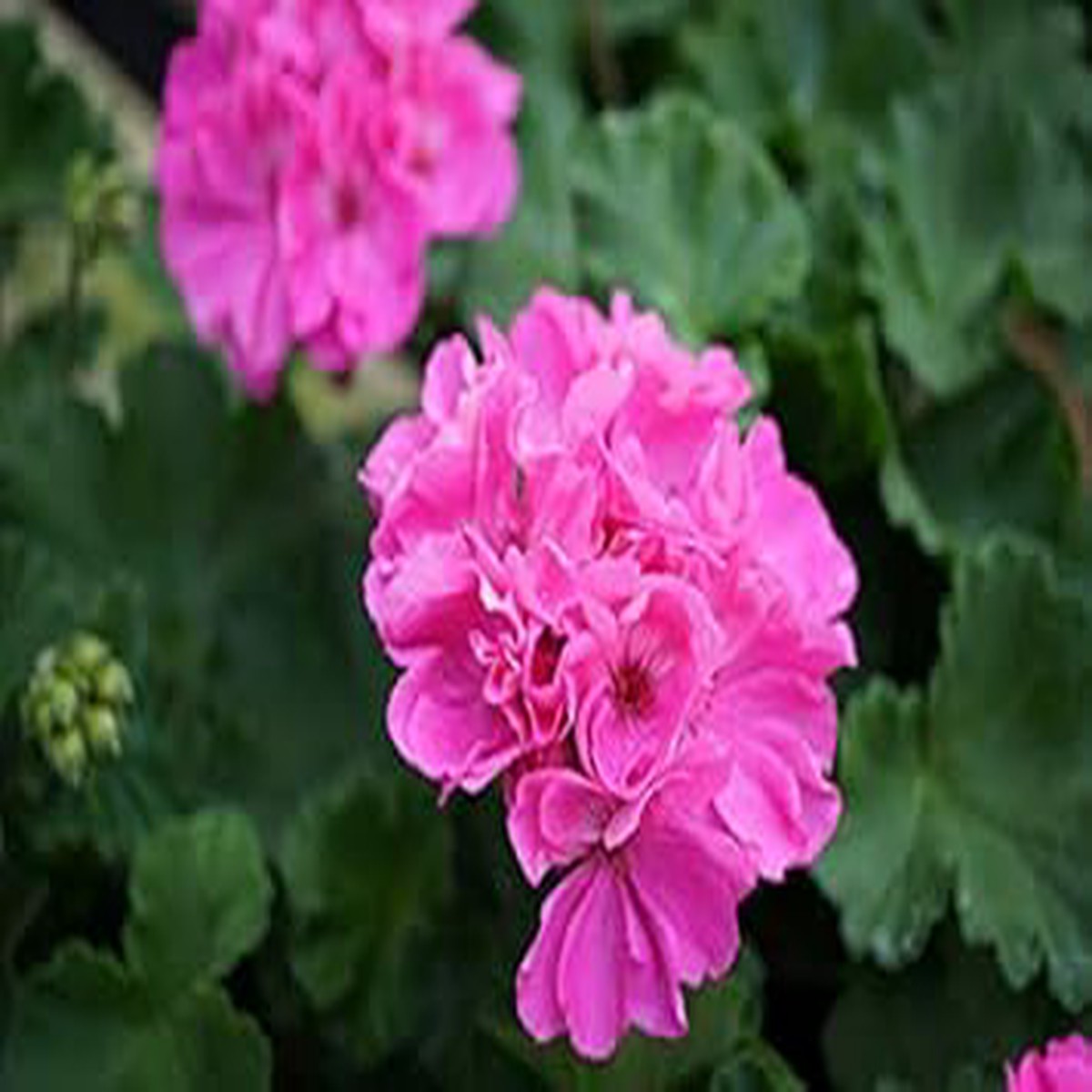 Rose Pelargonium Peltatum Seeds Organic Heirloom Non-GMO, High Germination Seeds for Planting