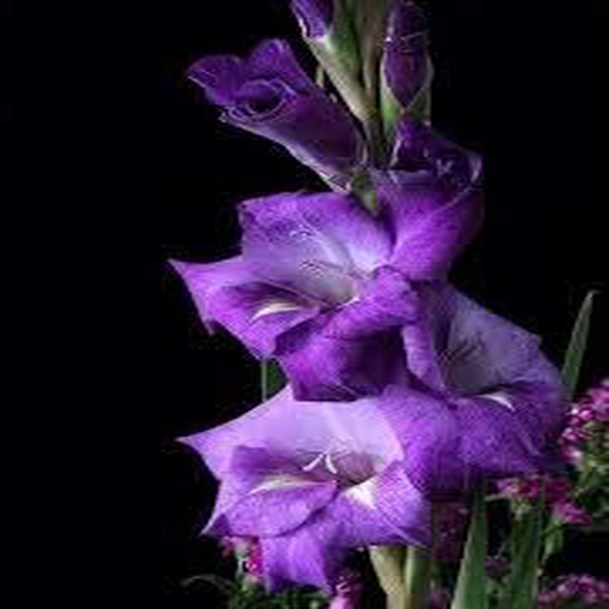 Mixed Color Gladiolus Flower Seeds for Planting Heirloom, Non-GMO, High Germination Organic Garden Seeds