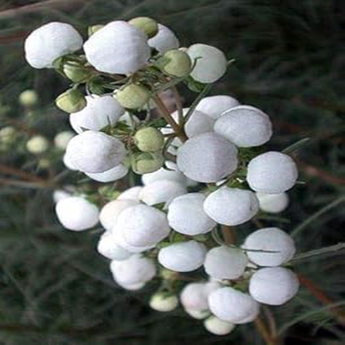 Pink White Calceolaria Seeds for Planting Organic, Heirloom, Non-GMO High Germination Flower Seeds