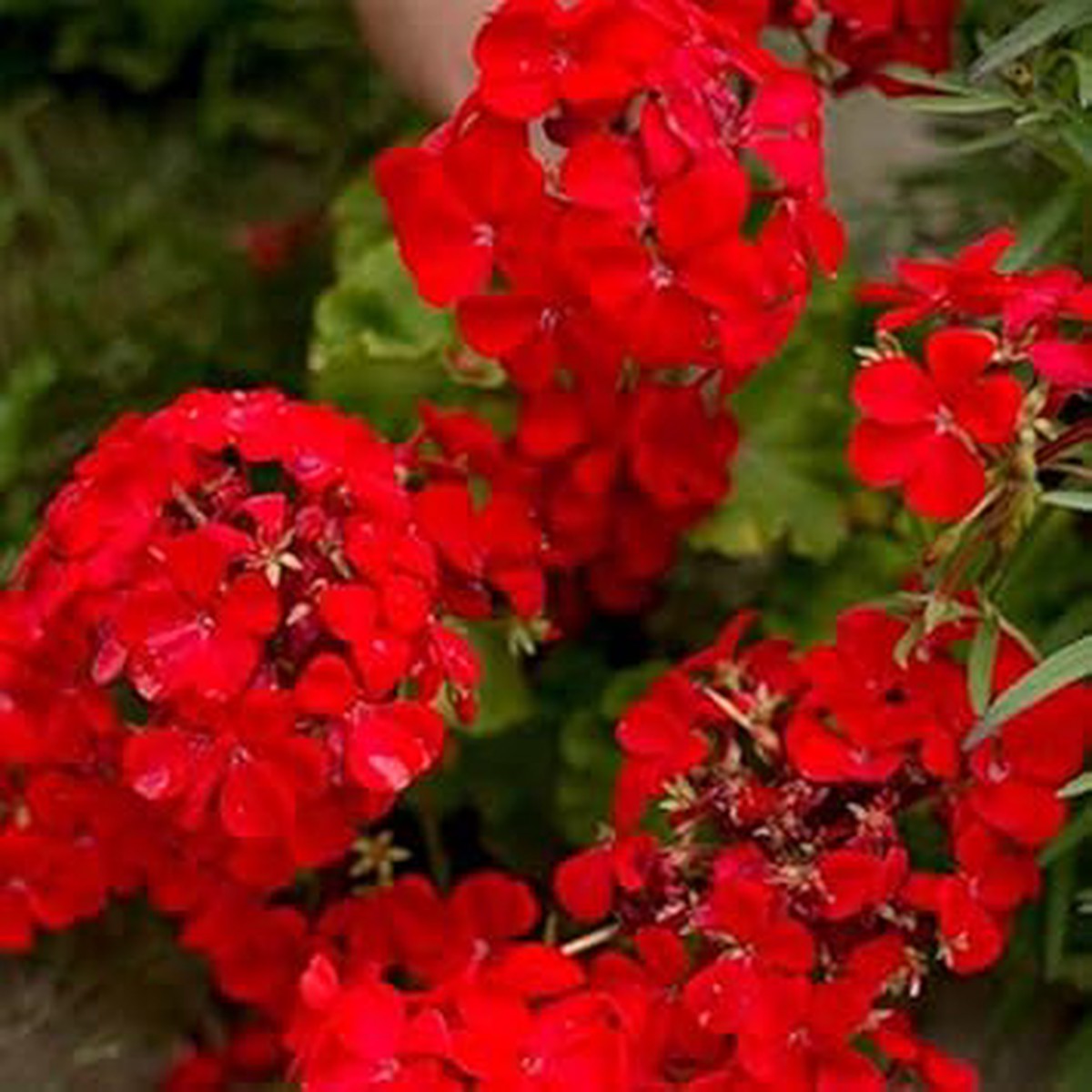 Dark Red Pelargonium Seeds for Planting Heirloom, Non-GMO, Organic Garden Seeds with High Germination