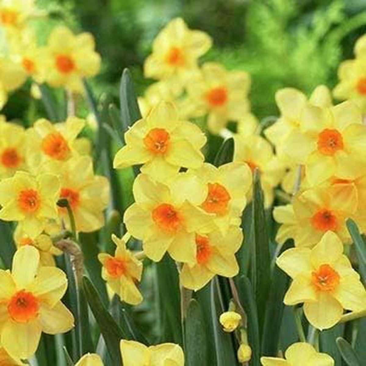 Heirloom Light Yellow Red Narcissus Flower Seeds for Planting Non-GMO, High Germination Organic Garden Seeds