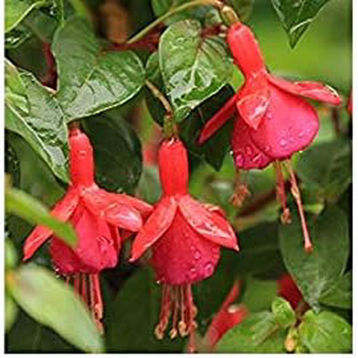 Heirloom Non-GMO Purple Red Fuchsia Flower Seeds for Planting High Germination Organic Garden Seeds