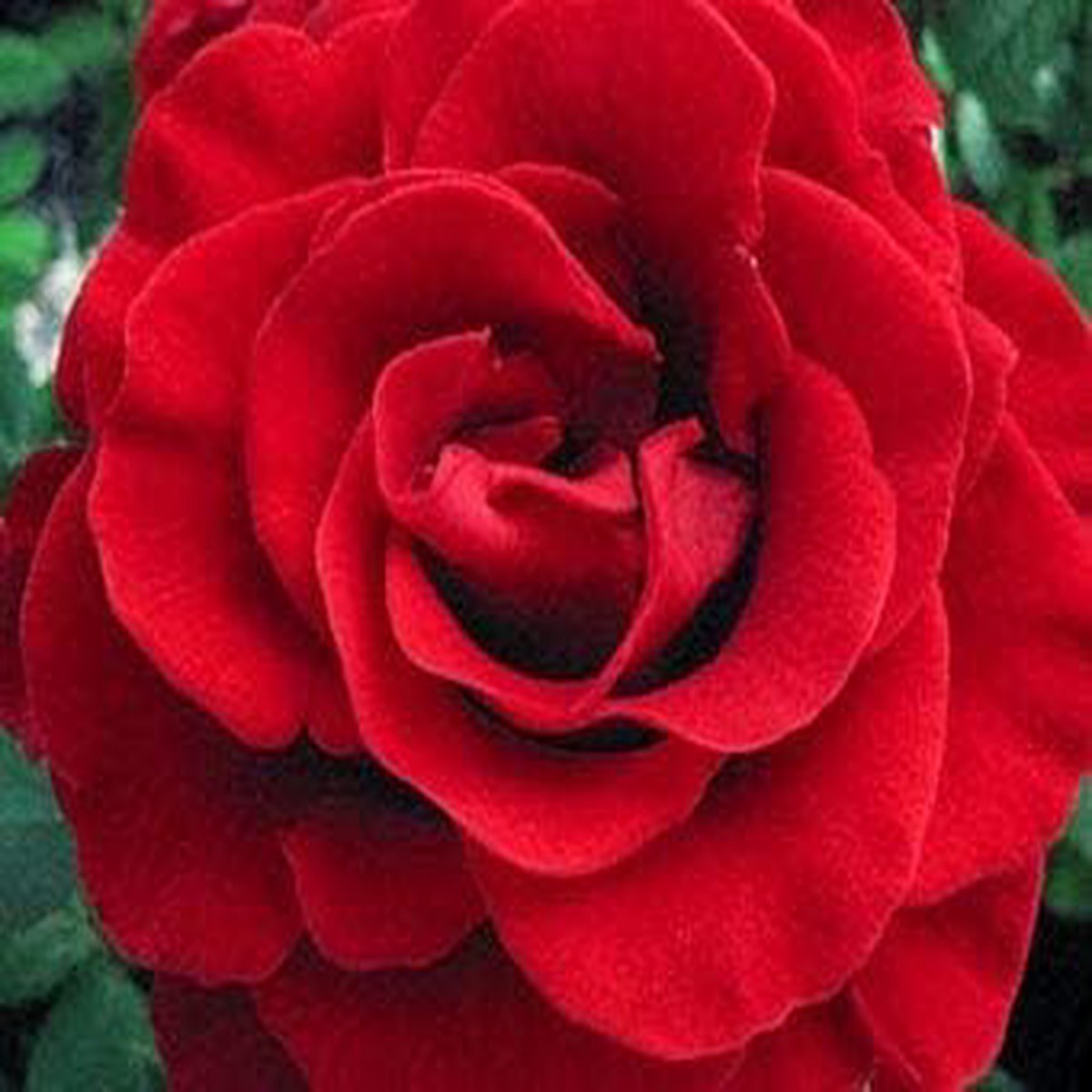 Red Ruby Rose Flower Seeds for Planting Heirloom, Non-GMO, High Germination Organic Garden Seeds