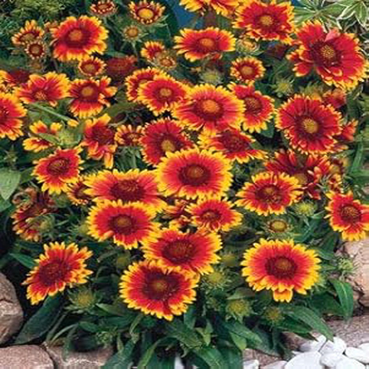 Red Sunflower Perennial Seeds for Planting Heirloom, Non-GMO, Organic Garden Seeds with High Germination