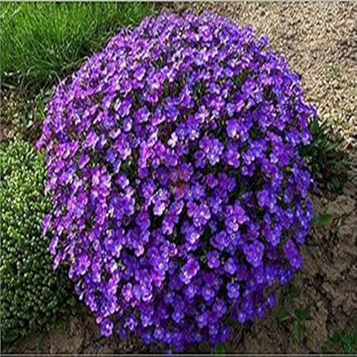 Violet Aubrieta Cultorum Flower Seeds for Planting Heirloom, Non-GMO, High Germination Organic Garden Seeds
