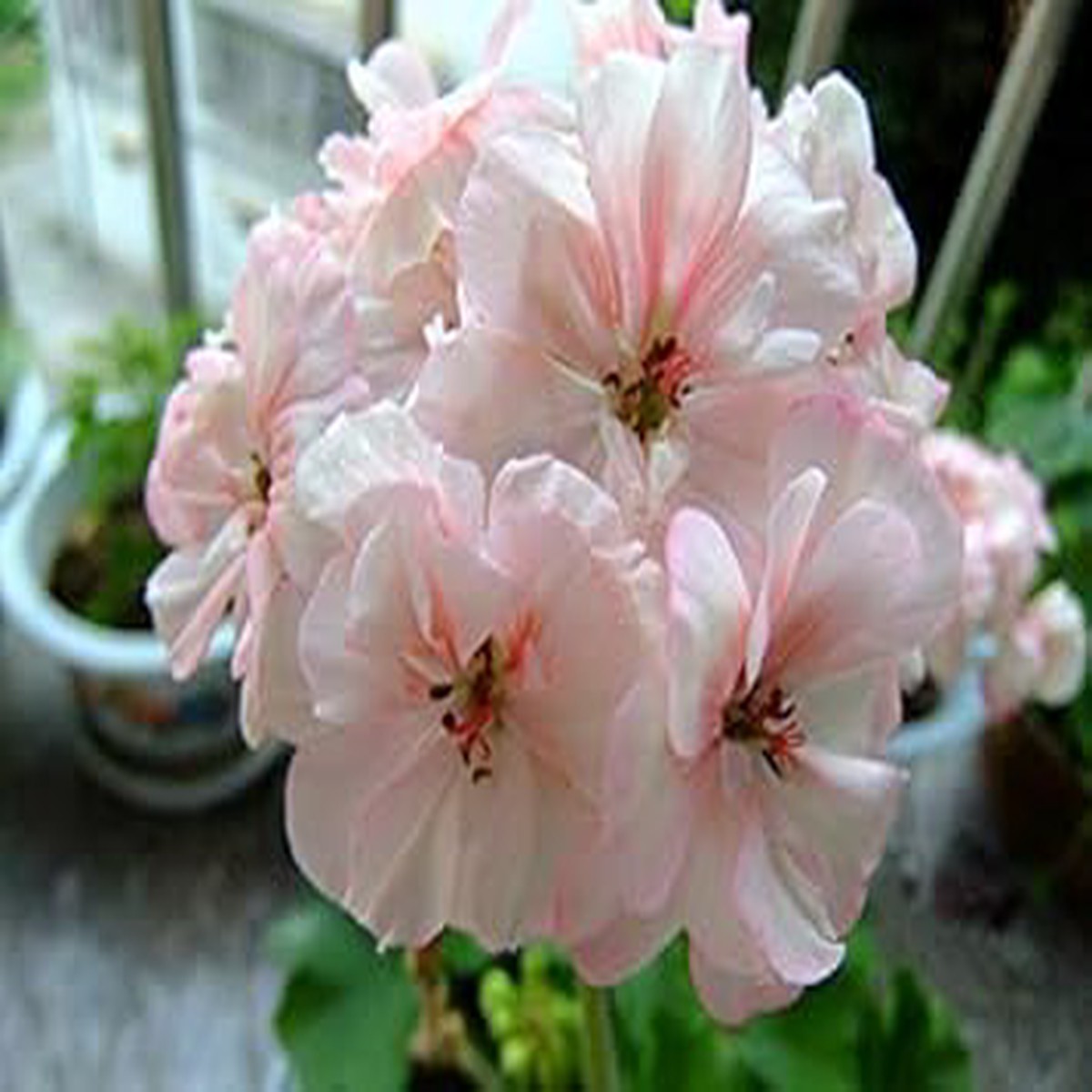 White & Light Pink Geranium Seeds for Planting Heirloom, Non-GMO, High Germination Organic Garden Seeds