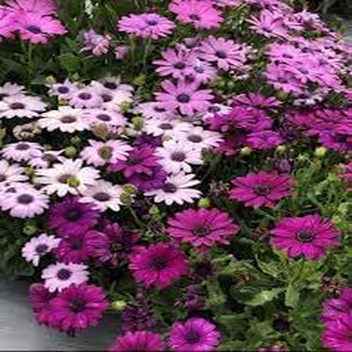 African Marigold Mixed Flower Seeds for Planting Non-GMO Heirloom Organic Garden Seeds, High Germination