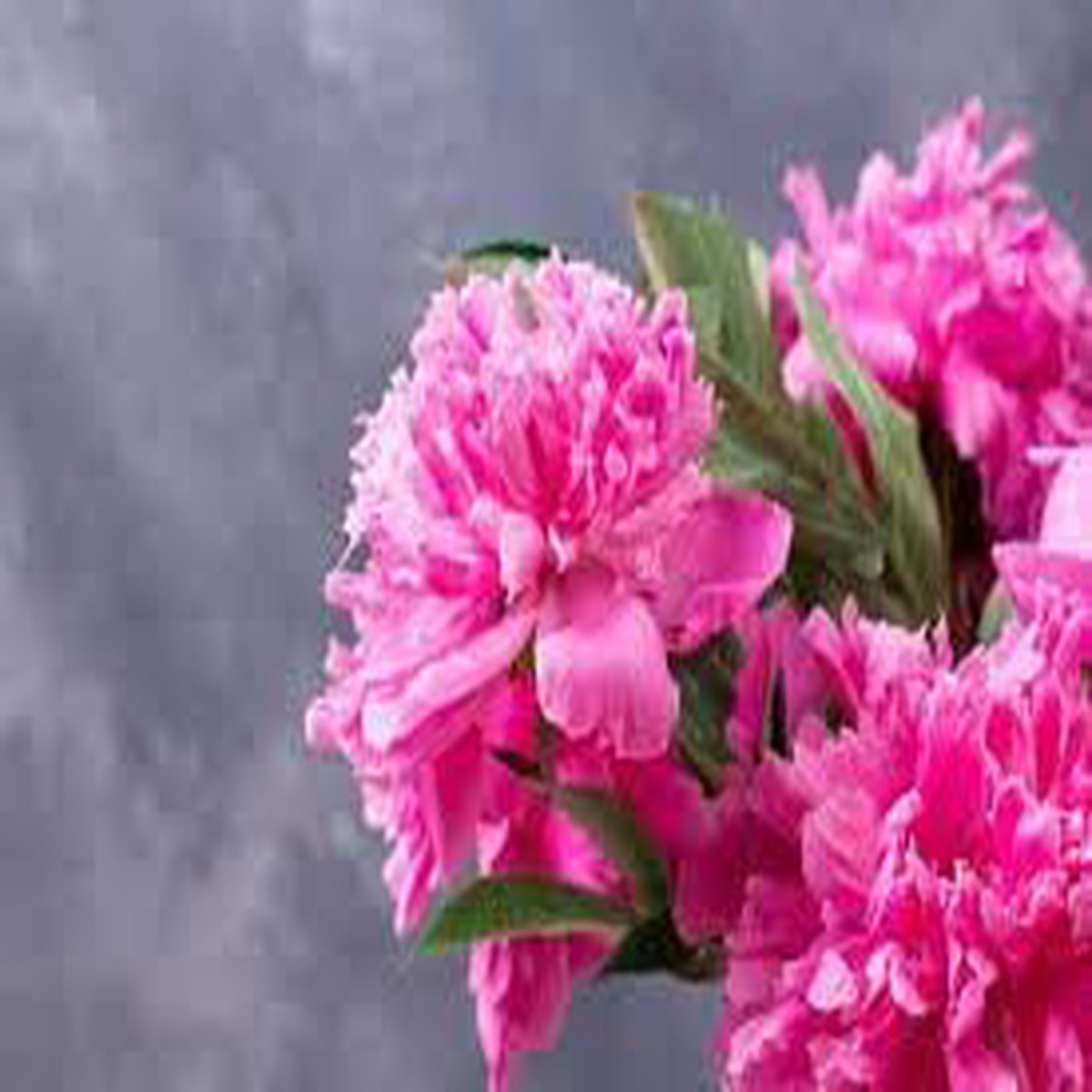 Carnations Flower Seeds for Garden Planting Non-GMO Heirloom Organic Garden Seeds, High Germination