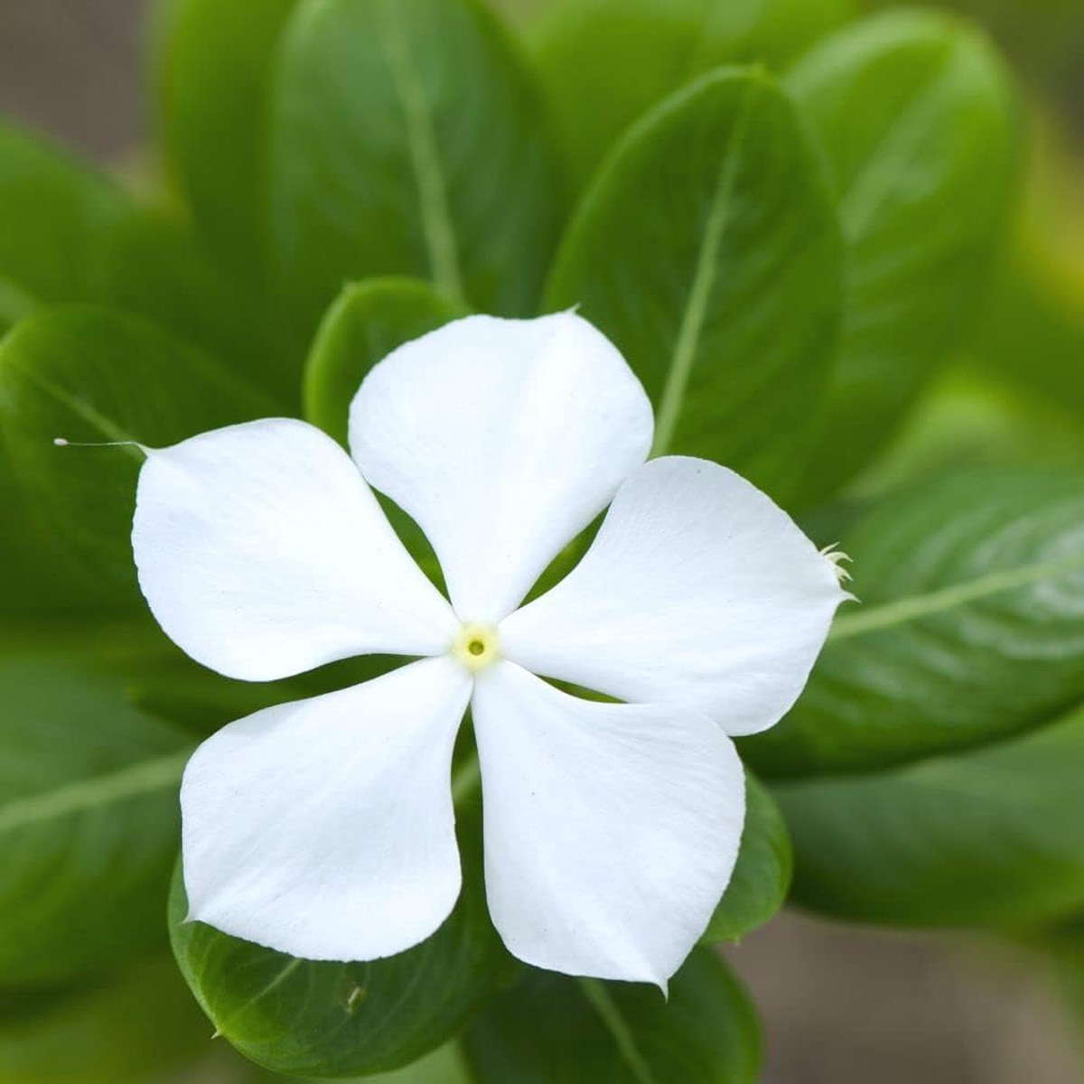 Castor Flower Seeds for Planting Non-GMO, Heirloom, High Germination