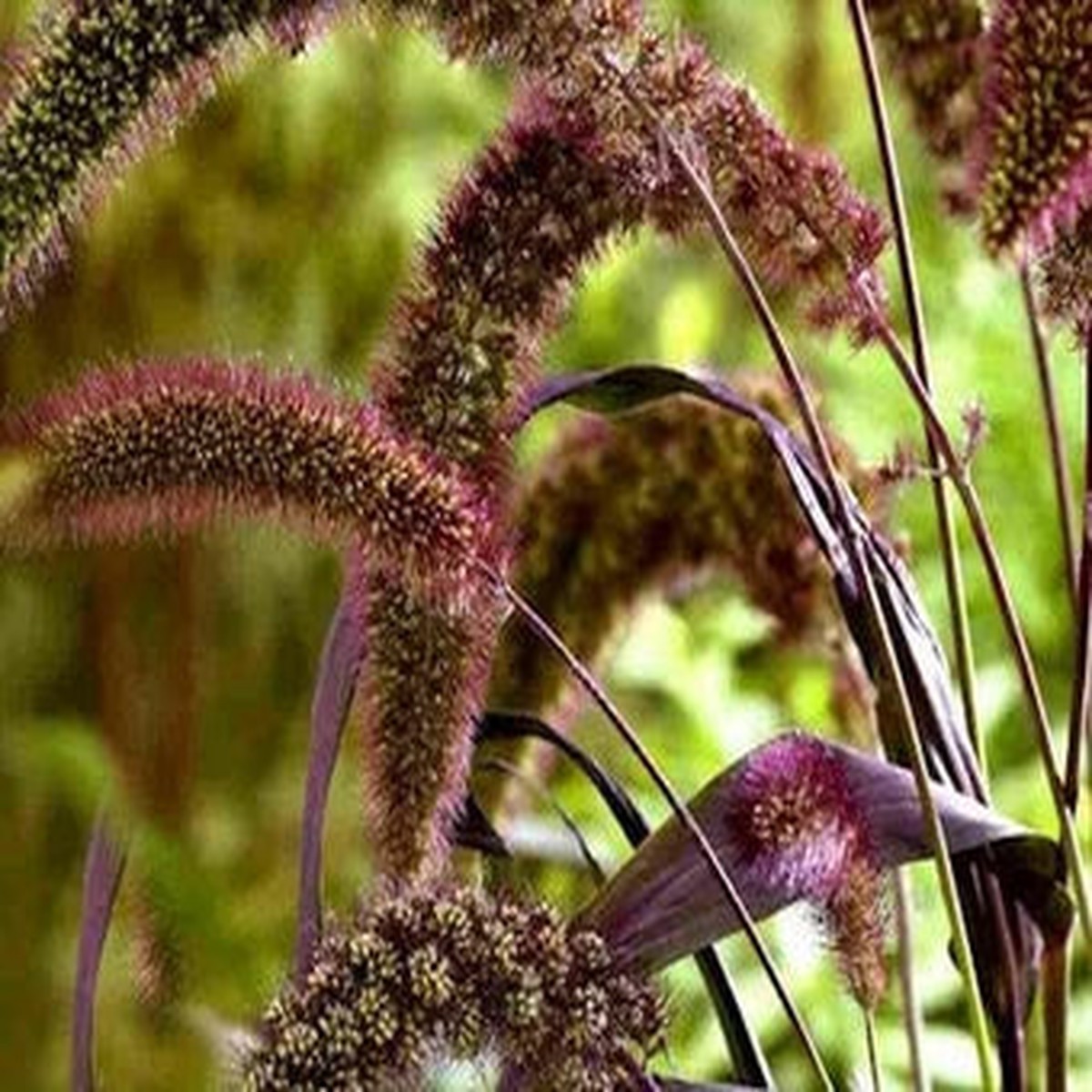 Foxtail Millet Red Jewel Ornamental Plant Seeds for Planting Heirloom & Non-GMO Garden Seeds