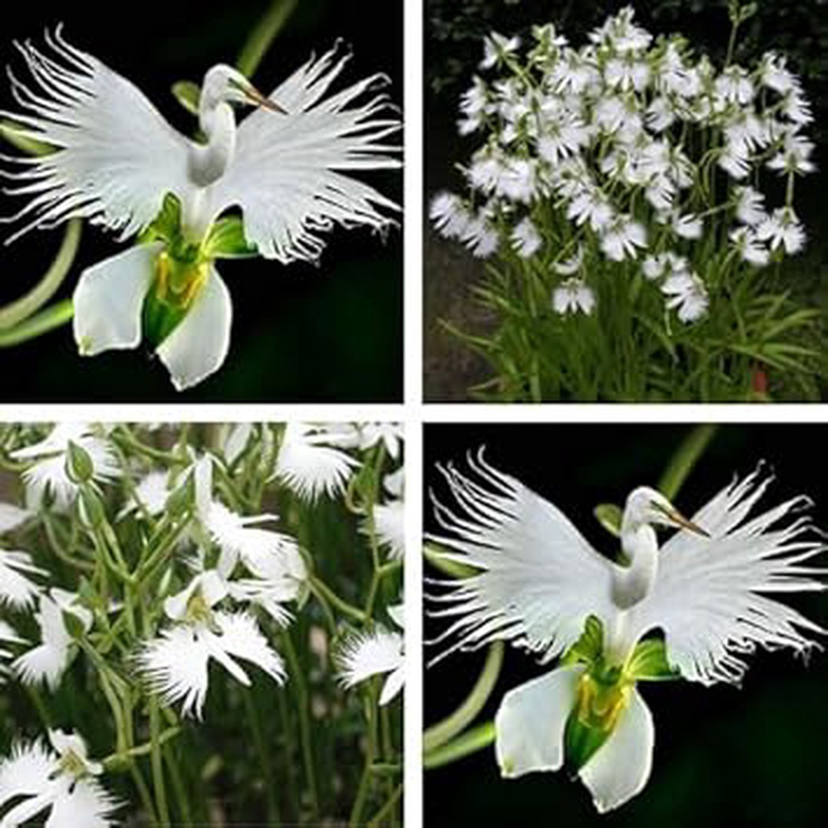 Japanese Egret White Orchid Flower Seeds for Garden Planting Heirloom, Non-GMO Seeds, High Germination, Organic Blooms