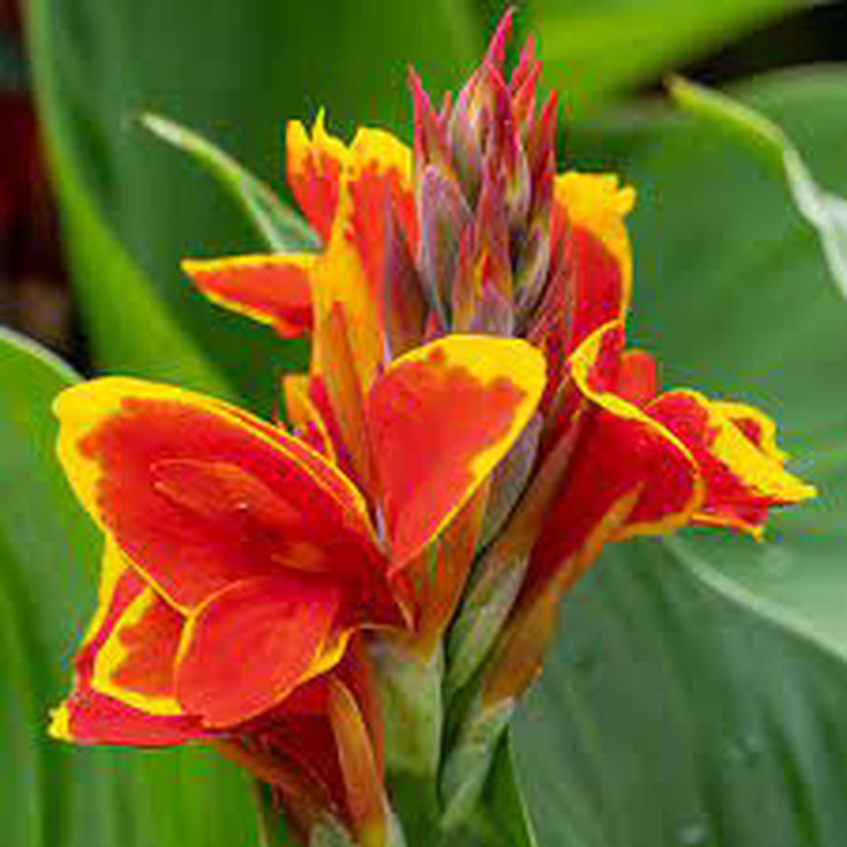 Red Golden Flame Canna Lily (Canna Indica) Seeds for Planting Heirloom Non-GMO Garden Seeds