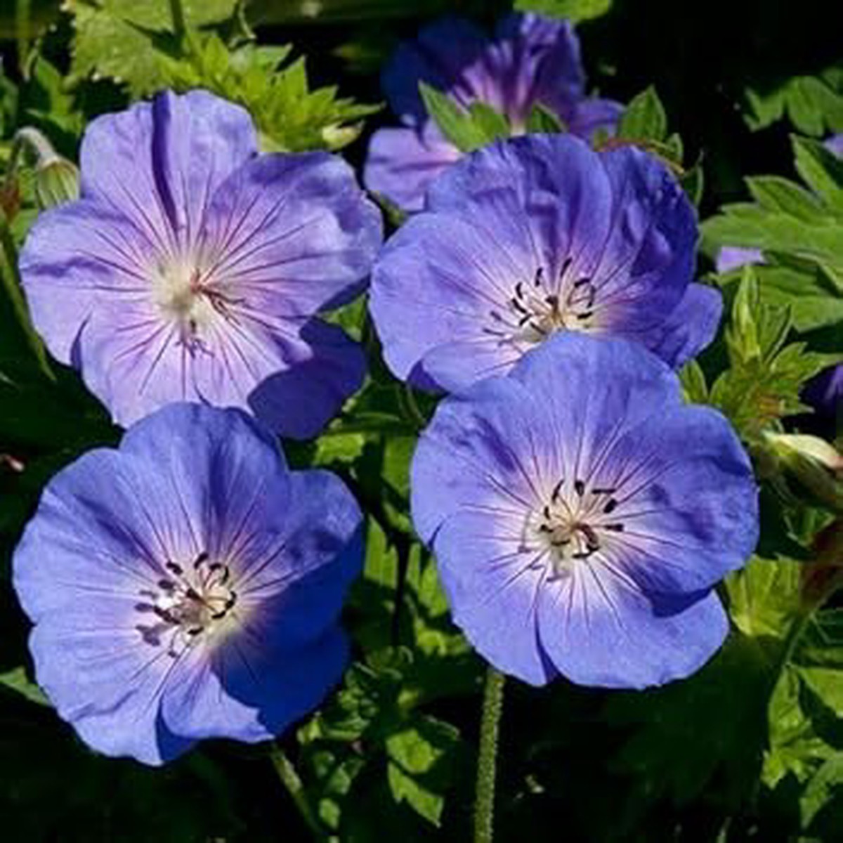 Rozanne Geranium Flower Seeds for Garden Planting Non-GMO Heirloom Organic Garden Seeds, High Germination