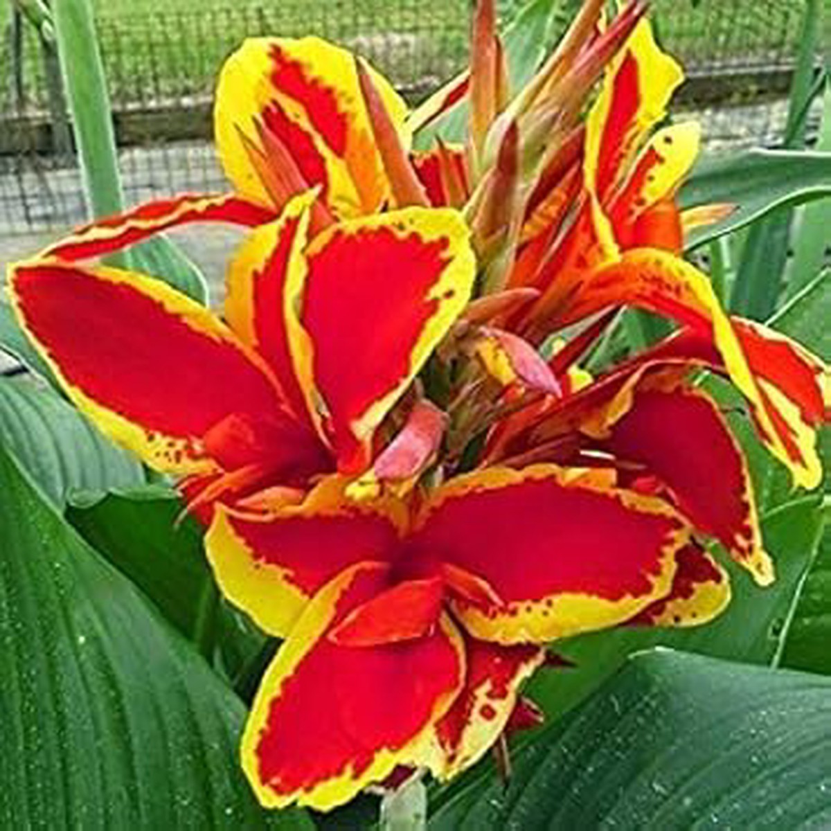 Yellow Red Canna Flower Seeds for Planting Heirloom, Non-GMO, Organic Garden Seeds with High Germination