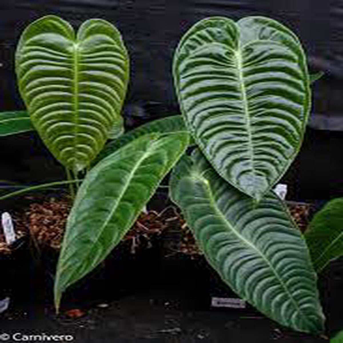 Anthurium Veitchii (King Anthurium) Plant Seeds Heirloom, Non-GMO, High Germination Garden Seeds for Planting