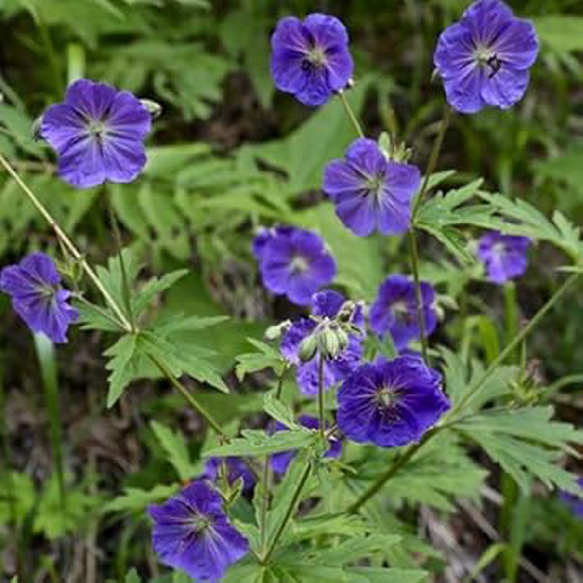 Dark Blue Geranium Flower Seeds for Planting Heirloom, Non-GMO, High Germination Organic Garden Seeds