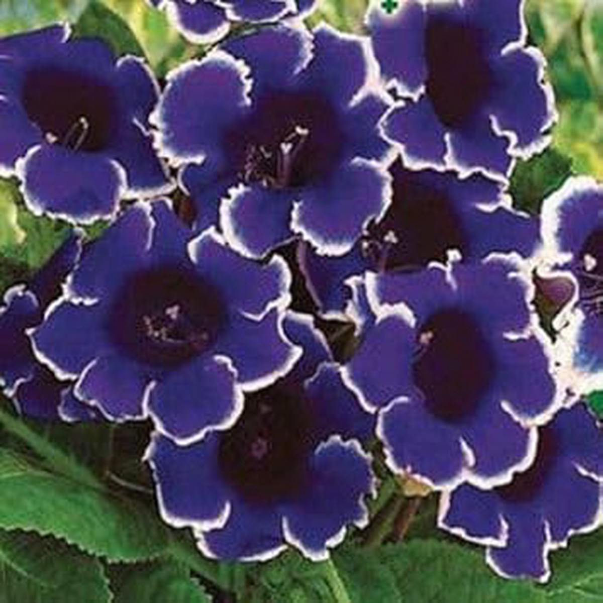 Dark Blue White Gloxinia Seeds for Planting Organic, Heirloom, Non-GMO Flower Seeds with High Germination