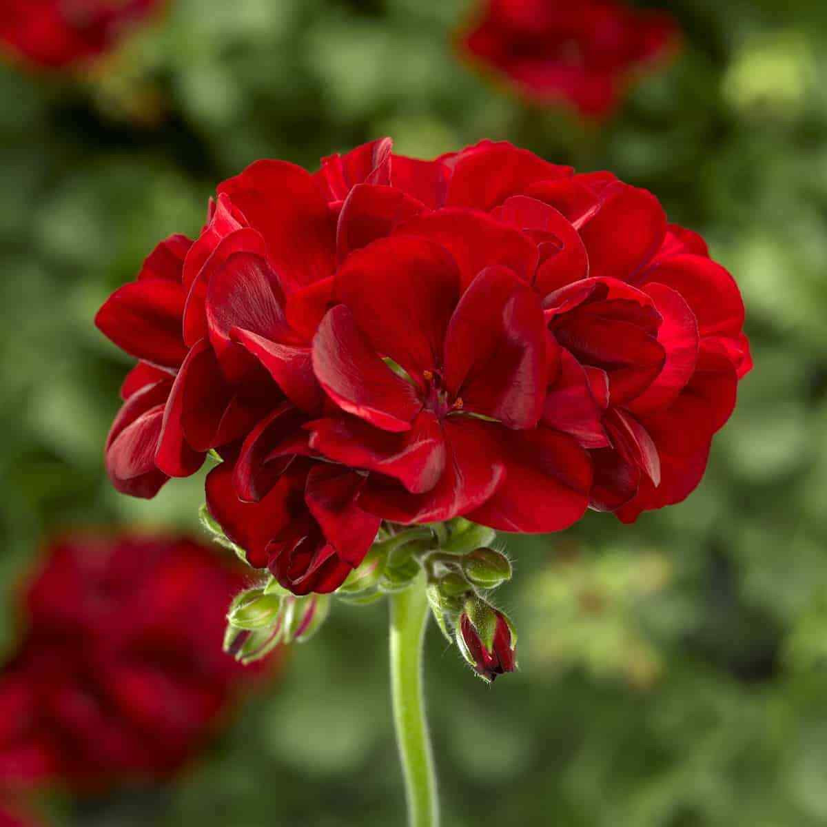 Dark Red Geranium Heirloom Non-GMO Seeds for Planting High Germination Organic Garden Seeds