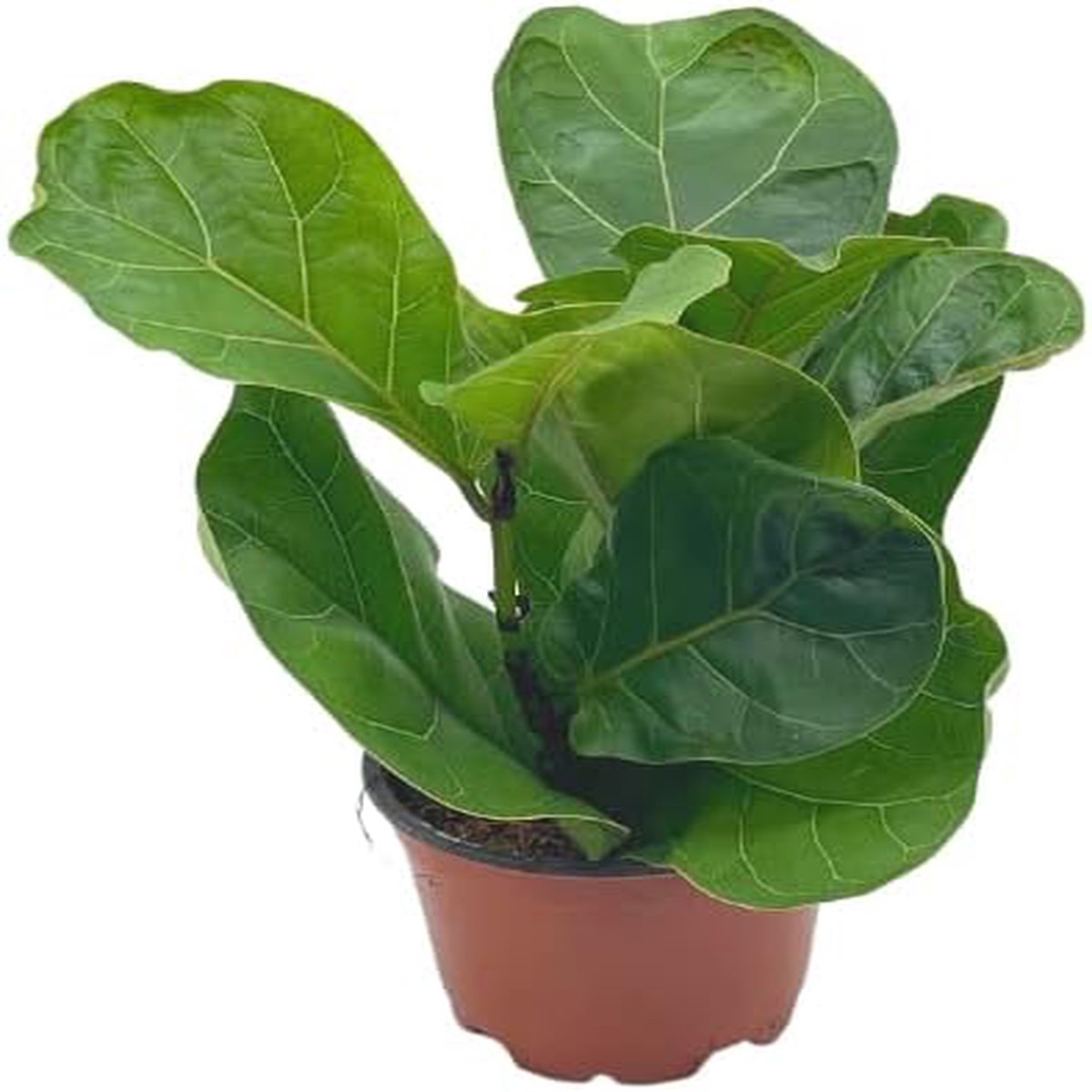 Green Ficus Lyrata Tree Plant Seeds for Planting Heirloom Non-GMO | High Germination Organic Garden Seeds