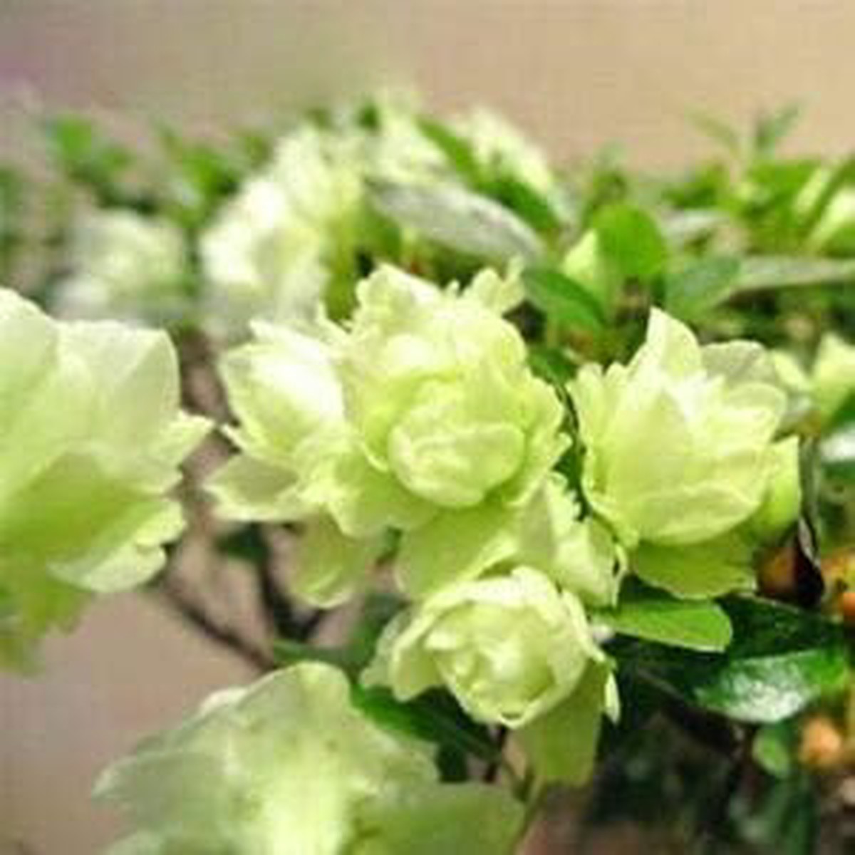 Heirloom Green Azalea Flower Seeds for Planting Non-GMO High Germination Organic Perennial Garden Seeds