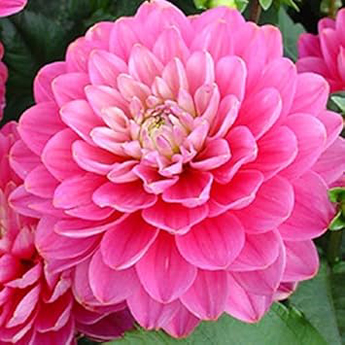 Organic Rose Pink Dahlia Flower Seeds for Planting Heirloom, Non-GMO, High Germination Organic Garden Seeds