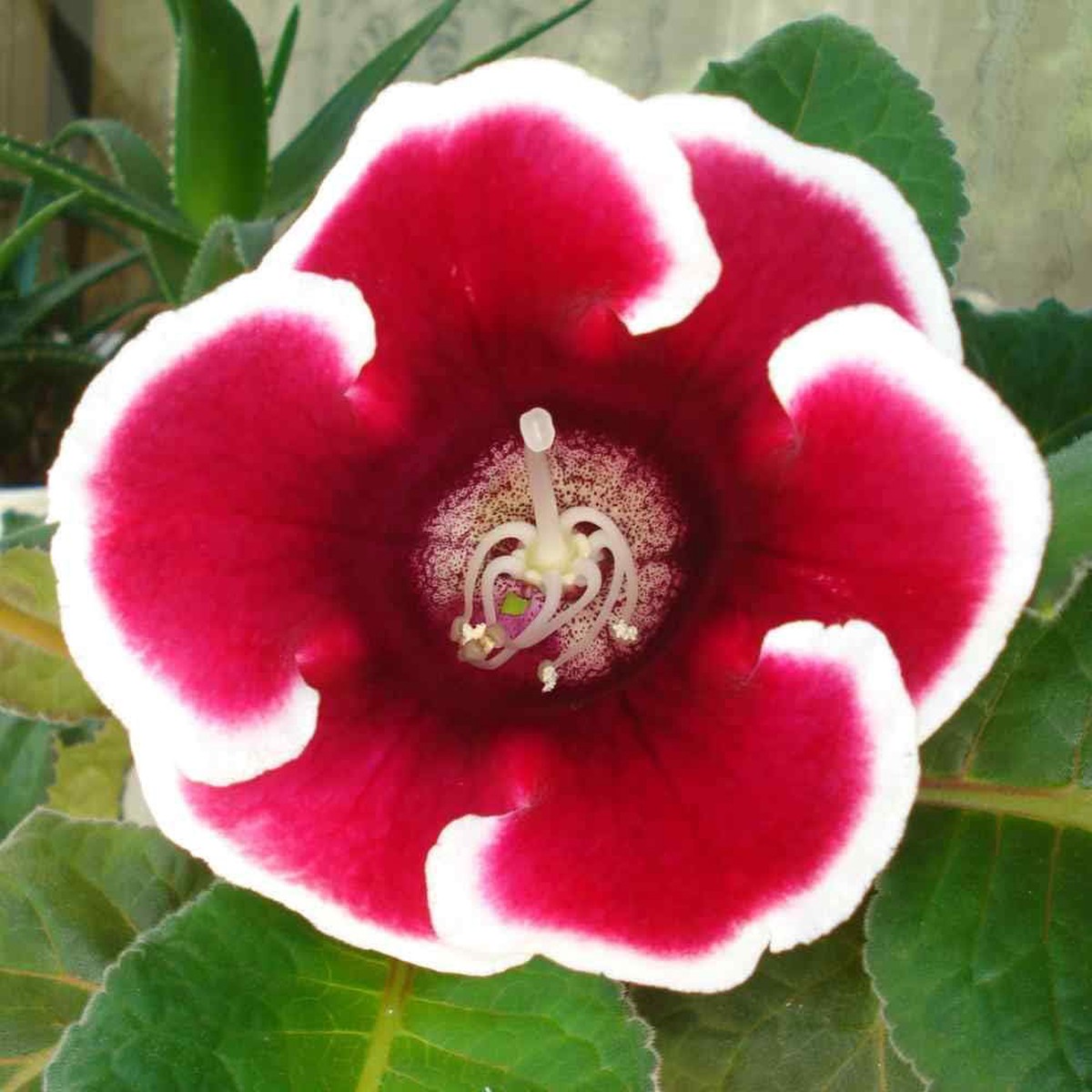 Red & White Gloxinia Flower Seeds for Planting Heirloom, Non-GMO, High Germination Organic Garden Seeds