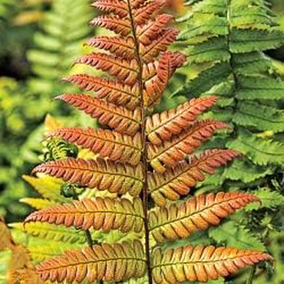 Red Yellow Fern Plant Seeds Heirloom Non-GMO Organic Garden Seeds for Planting Colorful Foliage with High Germination