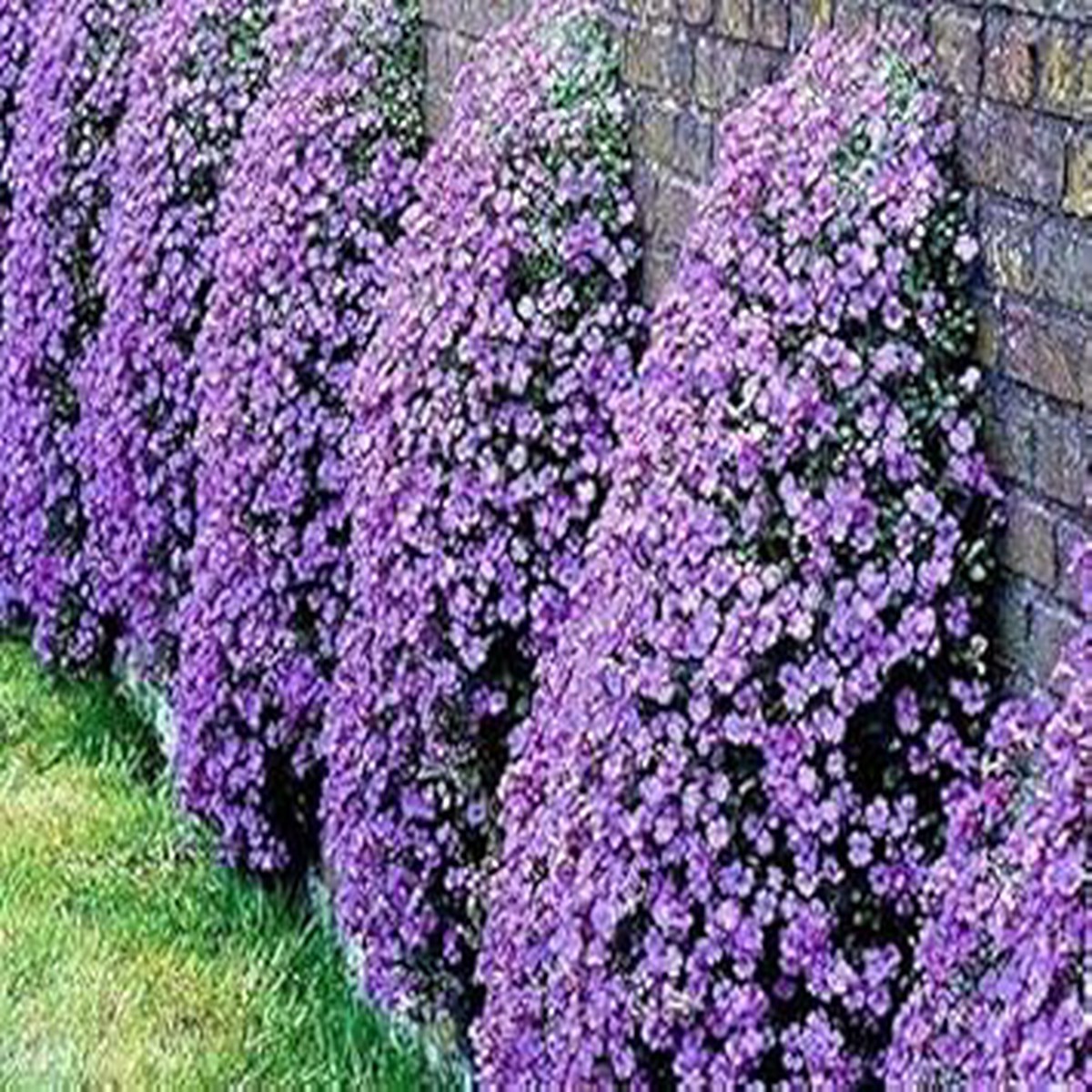 Violet Rock Cress Seeds for Planting Heirloom Non-GMO | High Germination Organic Garden Seeds