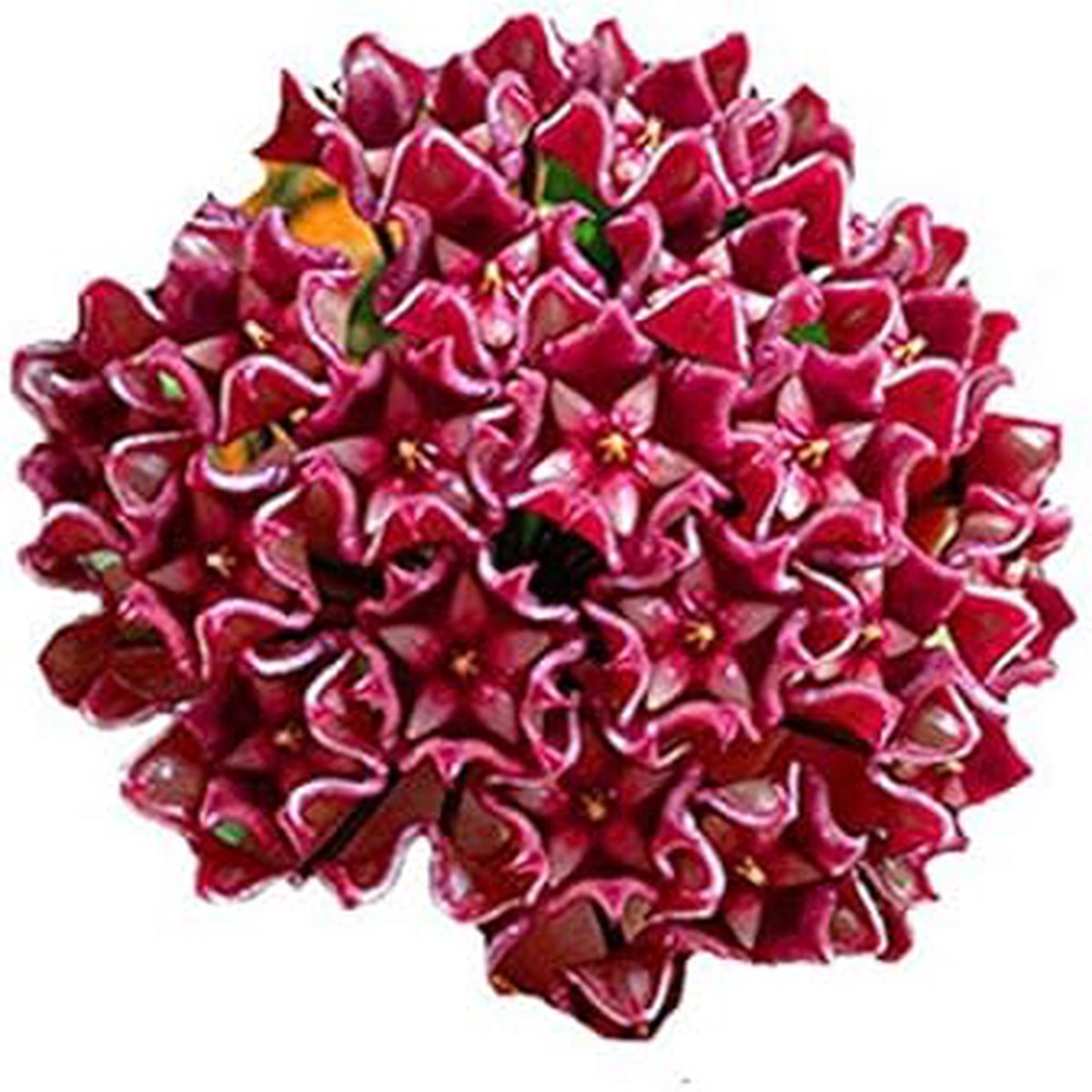 Dark Red Hoya Carnosa Seeds for Planting Heirloom Non-GMO | High Germination Organic Garden Seeds