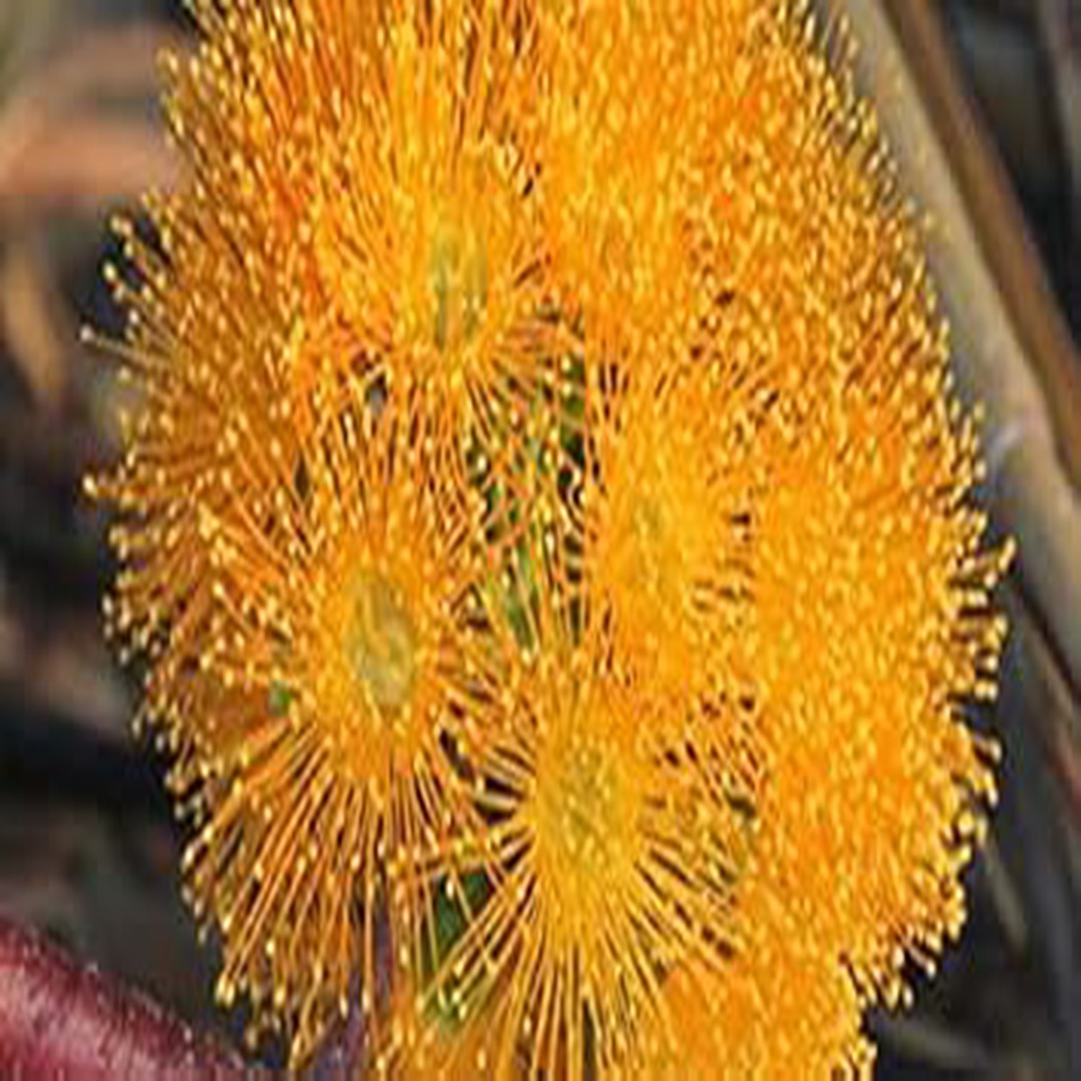 Heirloom Non-GMO Albizia Flower Seeds Orange Blooms for Planting Organic Garden Seeds with High Germination