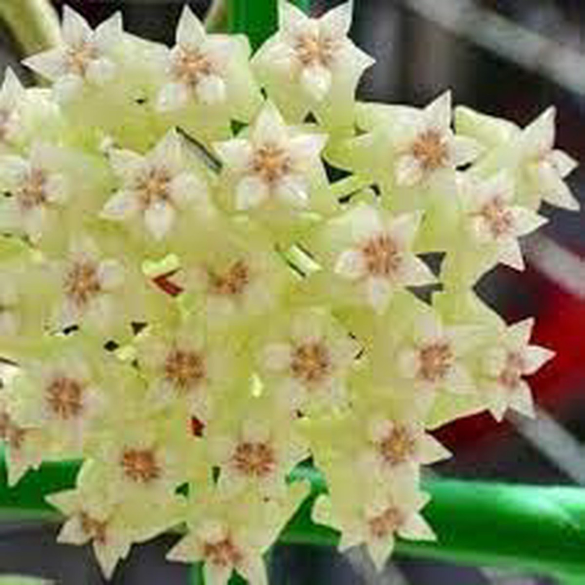 Heirloom Non-GMO Light Green Hoya Flower Seeds for Garden Planting Unique Tropical Organic Garden Seeds