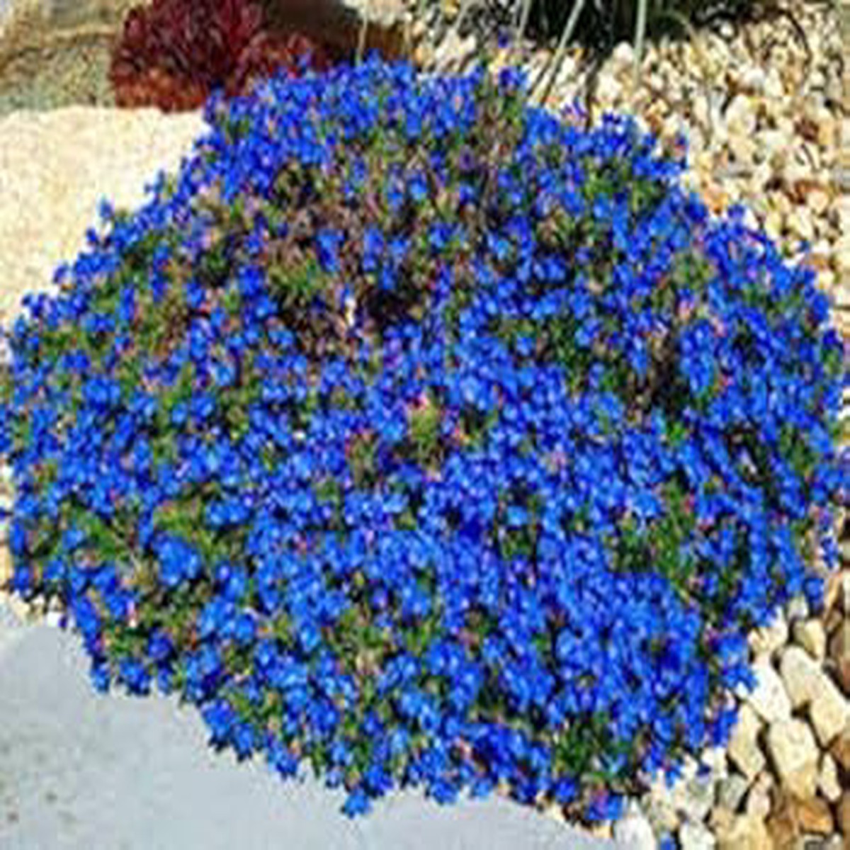 Heirloom Non-GMO Rock Cress Flower Seeds for Planting Dark Blue Organic Garden Seeds, High Germination