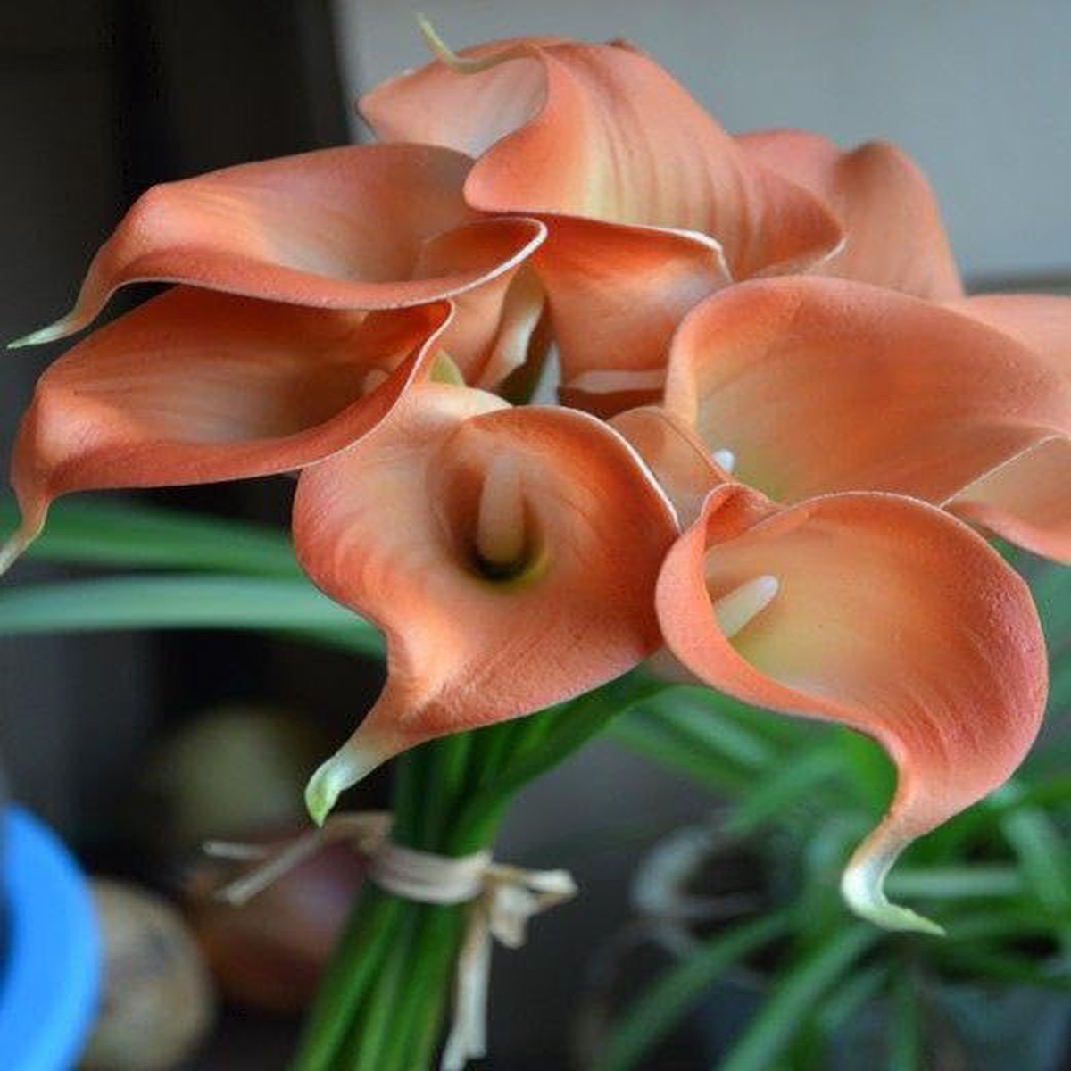 Heirloom Peach Calla Flower Seeds Non-GMO Seeds for Elegant Garden Planting, Organic Garden Seeds, High Germination