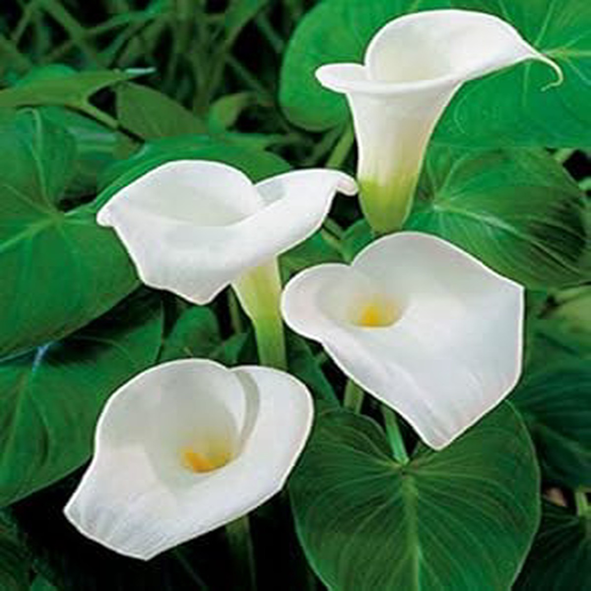 Heirloom White Calla Flower Seeds for Planting Non-GMO High Germination Organic Garden Seeds