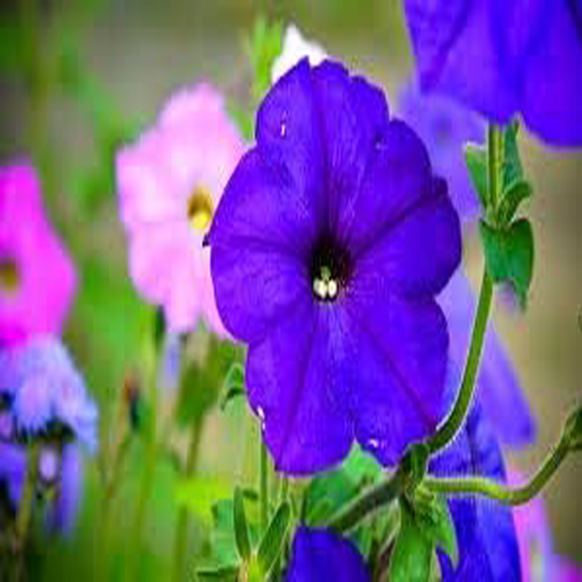 Lavender Hanging Petunia Flower Seeds for Planting Heirloom Non-GMO High Germination Organic Garden Seeds