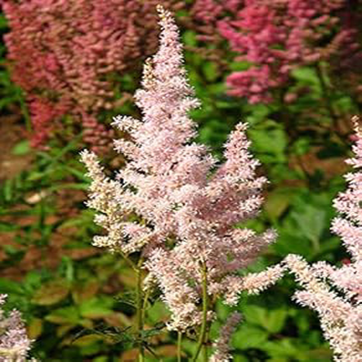 Light Green Astilbe Flower Seeds Non-GMO Heirloom Variety Seeds for Planting, High Germination Organic Garden Seeds