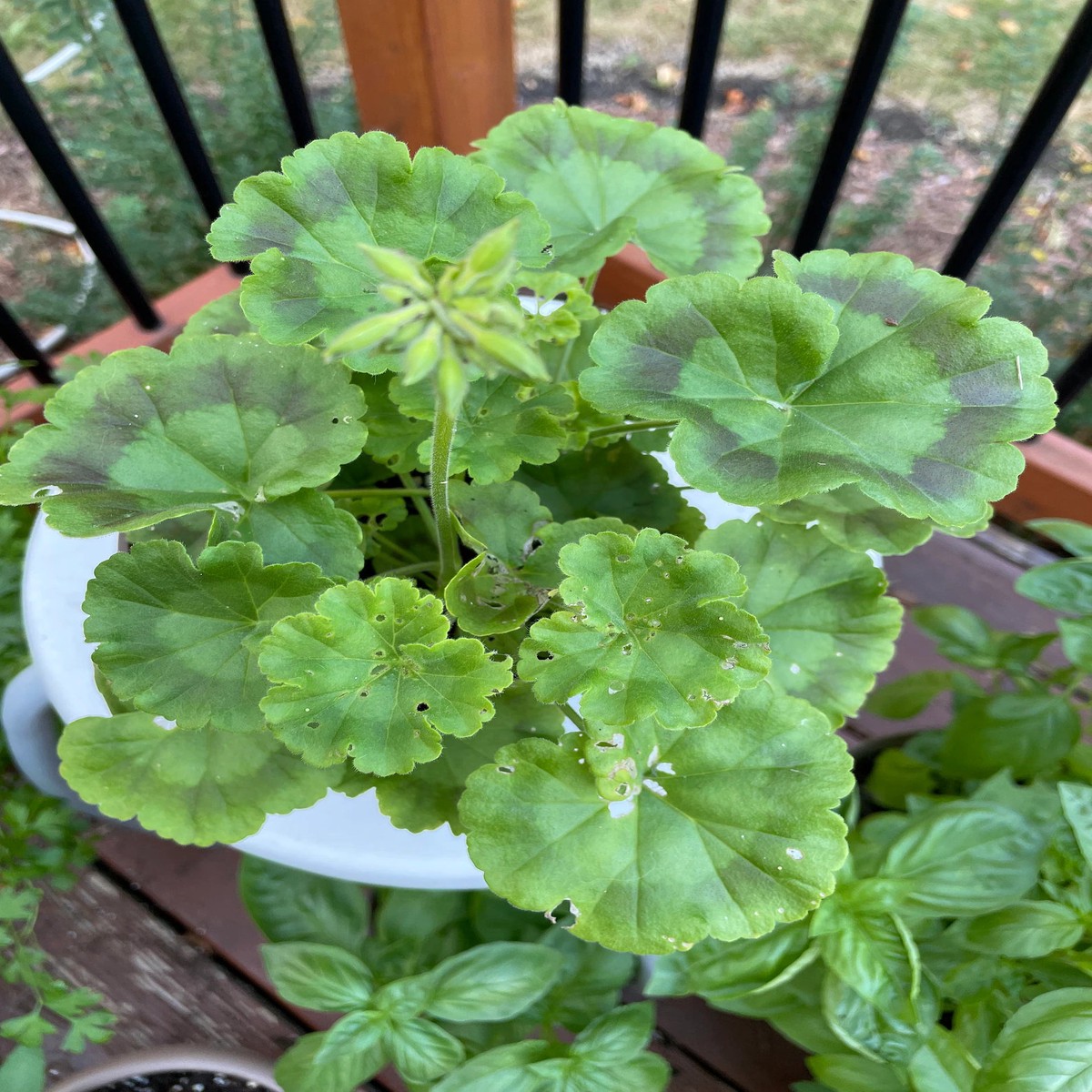 Maverick Salmon Geranium Seeds for Planting Heirloom, Non-GMO, High Germination Organic Garden Seeds