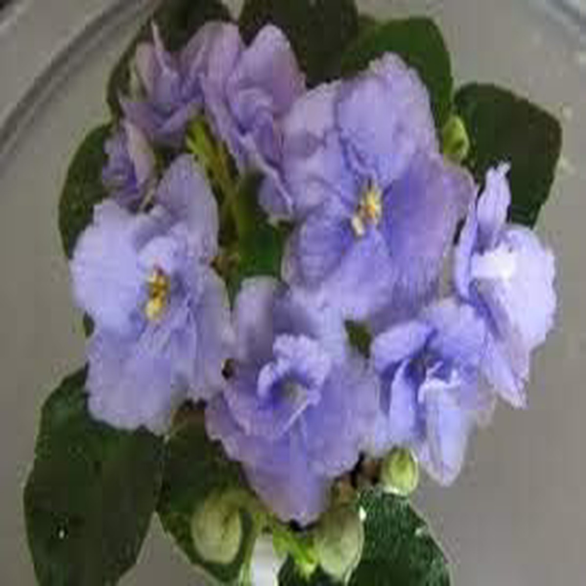 Organic Heirloom Light Blue Saintpaulia Flower Seeds Non-GMO Seeds for Planting, High Germination Organic Garden Seeds