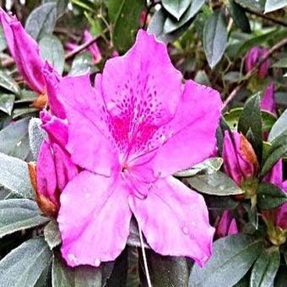Organic Heirloom Violet White Azalea Flower Seeds Non-GMO Ornamental Seeds for Planting