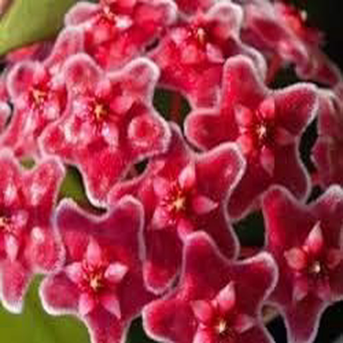 Organic Red Hoya Carnosa Flower Seeds for Planting Heirloom, Non-GMO, High Germination Organic Garden Seeds
