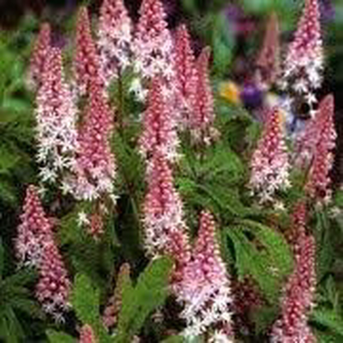 Pale Pink Perennial Flower Heirloom Non-GMO Seeds for Planting High Germination Organic Garden Seeds for Long-Lasting Blooms